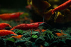 15+ Red–Blue-Orange Live Freshwater Shrimp High Grade Live Shrimps - Freshwater Shrimp Aquarium Inverts, Hardy Nano Tank Healthy Shrimps Pets - with Live Arrival Guarantee