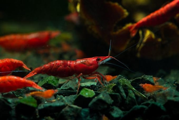 15+ Red–Blue-Orange Live Freshwater Shrimp High Grade Live Shrimps - Freshwater Shrimp Aquarium Inverts, Hardy Nano Tank Healthy Shrimps Pets - with Live Arrival Guarantee
