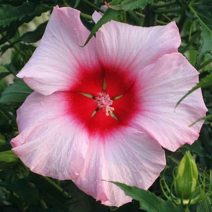 3 Hardy Hibiscus Plants Live, Well Rooted Hibiscus Flower 4-7'' Tall, Flowering Shrub for Garden or Containers Planting (Pink with Red Center)