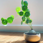 Stephania Cephalantha Live Plant, 3.5-4" Caudex with Sprouts, Rare Hardy Caudex Succulent Houseplant for Indoor Growing and Home Décor