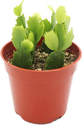 Pink Holiday Cactus, Christmas and Thanksgiving Hybrid - 4'' from California Tropicals