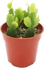 Pink Holiday Cactus, Christmas and Thanksgiving Hybrid - 4'' from California Tropicals
