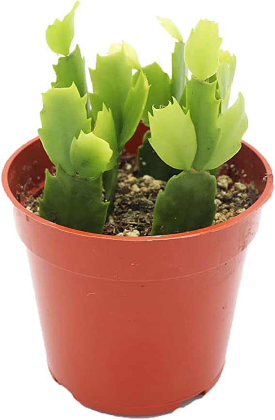 Pink Holiday Cactus, Christmas and Thanksgiving Hybrid - 4'' from California Tropicals