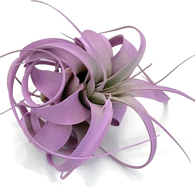 XL Xerographica Colored Air Plant, Live Tillandsia House Plant, Easy Care Indoor Outdoor, Great Gift, Healthy Arrival Guaranteed (Lavender)