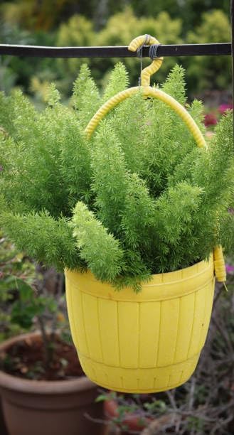 25+ Asparagus Plumosus Nanus Seeds for Planting, Heirloom Asparagus Fern Seeds, Dwarf Lace Fern Seeds, Delicate Foliage Houseplant, Air Purifying Indoor Plant, Perfect for Office Desk & Home Decor