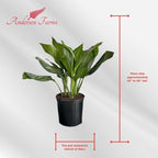 Aglaonema Silver Bay – 10 Inches Grower Pot – Live Indoor/Outdoor Air Purifying Plant – Easy Care Silver Green Foliage for Home and Office Decoration