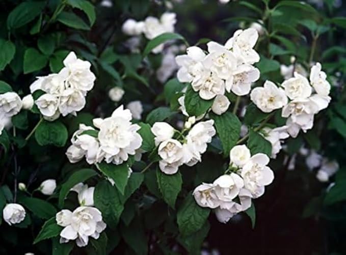 2 Minnesota Snowflake Mock Orange Shrubs - 10-16" Tall Live Plants - Fragrant White Landscape Mockorange Bushes - Philadelphus x virginalis 'Minnesota Snowflake' - (2 Pack)