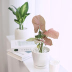 Syngonium Neon Robusta (4 inch) - Lucky Houseplants - 4/6 inch Unique Live Decorative Houseplants - Easy to Care Indoor Plants, Perfect for Office, Home & Feng Shui Decor