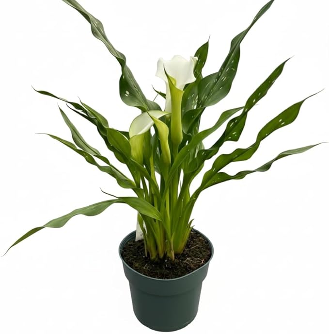 Live Indoor Flowering Houseplants, White Calla Lily in 6" Grower Pot, Easy Care Houseplants, Live Plants for Home and Office Decor