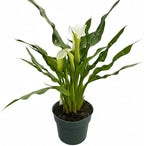 Live Indoor Flowering Houseplants, White Calla Lily in 6" Grower Pot, Easy Care Houseplants, Live Plants for Home and Office Decor