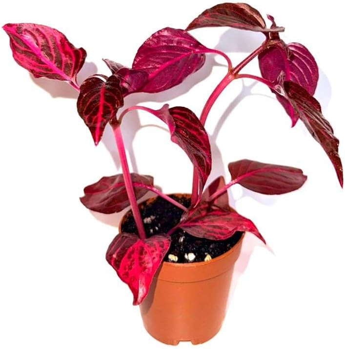 Bloodleaf ‘Rich Redstar’ – Live Plant – Vibrant Red Foliage – 2 Inch Pot – Indoor/Outdoor