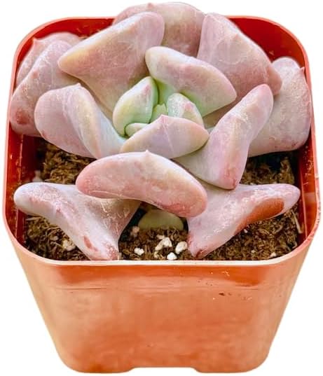 2" Echeveria Cubic Frost Unique Succulents Plants Live, Live Starter Succulent Plants, Easy Care House Plants Rooted in Succulent Soil Mix, By The Succulent Cult