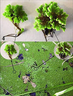 Azolla plant - Azolla caroliniana for Cultivation & Feeding 10+ Live Plants