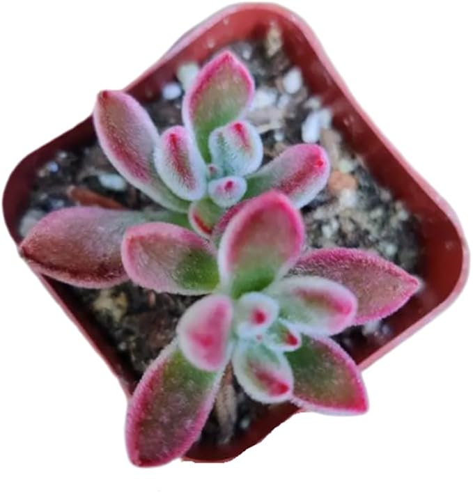 Live Succulent Cactus Plants from USKC (2" Pot) (Echeveria Devotion)