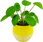 RedCrocus Pilea Assorted Indoor Plant- Decorative Foliage, Pet Safe, Easy Care, Versatile for Home & Office 8" Hanging Basket