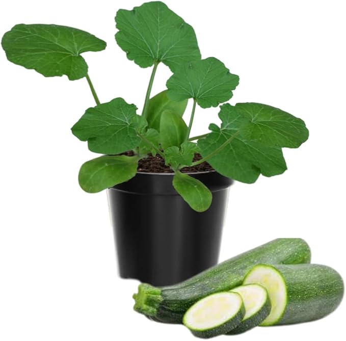 2 Zucchini Plants Live Seedlings, 4 Inches Pot, Live Squash Plants from 3 to 6 Inches Tall