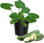 2 Zucchini Plants Live Seedlings, 4 Inches Pot, Live Squash Plants from 3 to 6 Inches Tall