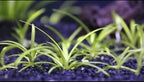 15x Dwarf Sagittaria Subulata Dwarf Sag Live Aquarium Plants Aquatic Carpet Plant Buy 2 GET 1FREE