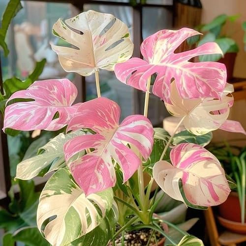 50pcs Mixed Monstera Plant Seeds, Rare Tropical Foliage Variety, Easy to Grow Houseplant, Indoor & Outdoor Decorative Greenery, Exotic Jungle Vibes for Home or Garden Planters