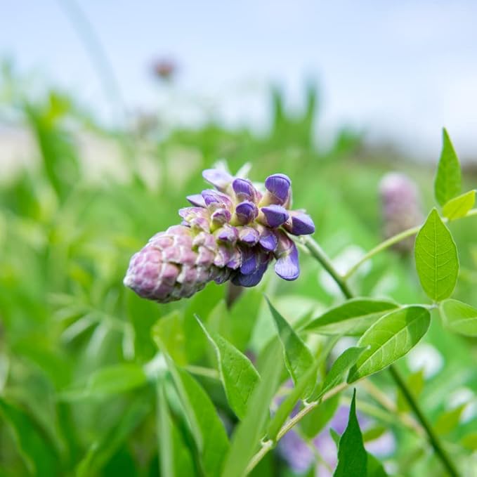 Perfect Plants Amethyst Falls Wisteria Vine 1 Gallon | Live Shrub for Outdoor Planting | Fast Growing Vines for Trellis or Fence | Beautiful Purple Flowers During Spring & Summer