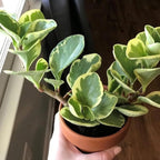 Baby Rubber Plant Live Indoor, Variegated Peperomia Obtusifolia Plant in 4'' Inch Pot, Low-Maintenance Peperomia Live Plant, Ideal Plant for Home & Office