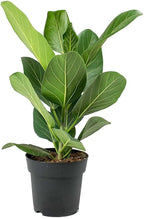 5 Pack Indoor Houseplant Collection - 5 Live Plants in 4 Inch Pots - Grower's Choice Based on Health, Beauty and Availability - Florist Quality Easy to Grow Air Purifying Indoor Plants
