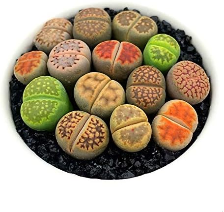 Limited Pack of 10 Various Live Exotic Lithops Plant Miniature Rare Living Stone Seedling Guarantee Colorful and Beautiful