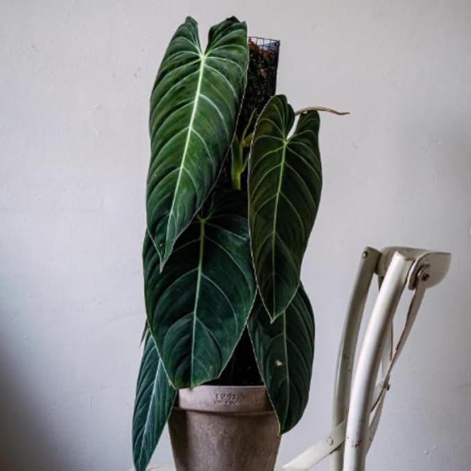 Melanochrysum Philodendron Plant Live, Rare Tropical Variegated Live Indoor Houseplant, Starter Plants No Pot, 5-9" in Tall