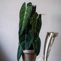 Melanochrysum Philodendron Plant Live, Rare Tropical Variegated Live Indoor Houseplant, Starter Plants No Pot, 5-9" in Tall