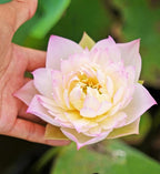 30 PCS Bowl Lotus Seeds Bonsai Lotus Seeds for Planting Water Lily Pink Purple Red Flower Aquatic Plants Seed Pond Plants Non GMO Home Garden Flowering