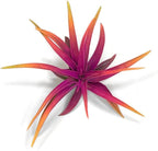 Colorful Tillandsia Air Plants, Live Air Plant, Air Purification Plants, Home Decor & Gift, Healthy Arrival Guarantee, Garden Airplant, Easy Care Plant, Rainbow #3 (6 Pack)