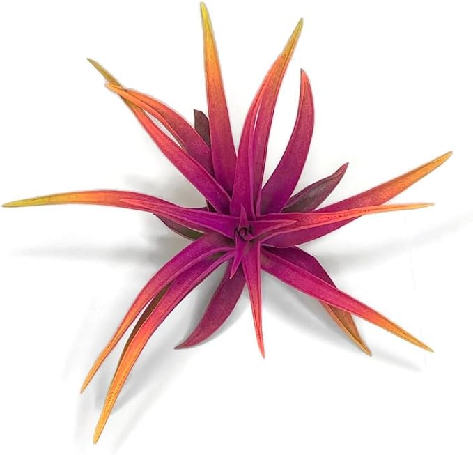 Colorful Tillandsia Air Plants, Live Air Plant, Air Purification Plants, Home Decor & Gift, Healthy Arrival Guarantee, Garden Airplant, Easy Care Plant, Rainbow #3 (6 Pack)