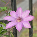 Clematis Vine Plant, Clematis Vine Plants Live in 2.5 Inch Pot, Perennial Climbing Flowers Plants Live for Outdoor Garden (Pink Flowers)