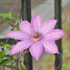 Clematis Vine Plant, Clematis Vine Plants Live in 2.5 Inch Pot, Perennial Climbing Flowers Plants Live for Outdoor Garden (Pink Flowers)