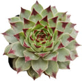 Live Succulent Cactus Plants (2" Pot Sempervivum Calcareum)