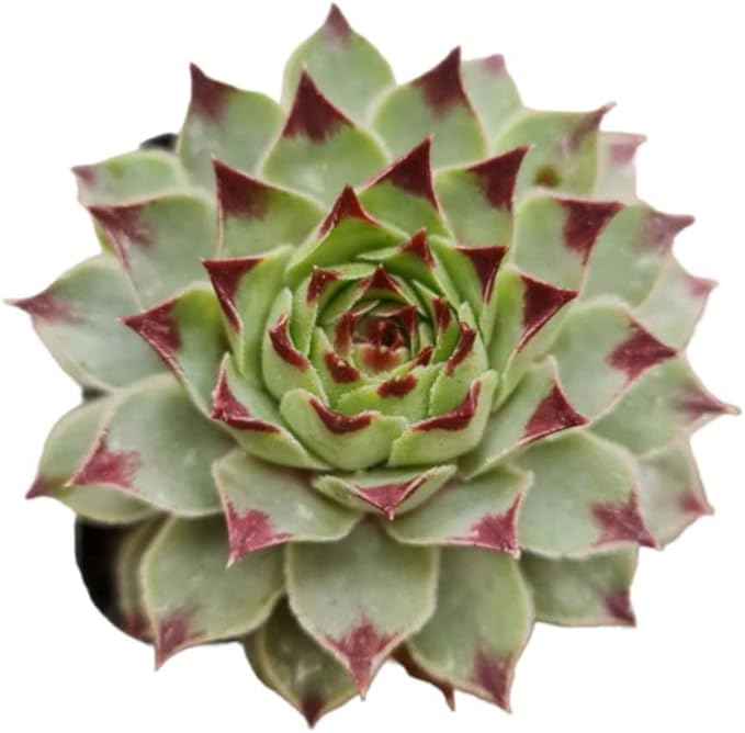 Live Succulent Cactus Plants (2" Pot Sempervivum Calcareum)
