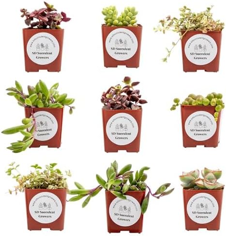 Live Trailing Mystery Succulent (9‑Pack) | Well‑Rooted 2″ Pots | Hanging Basket Starters | DIY Decor & Gift‑Ready