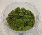 Water Spangles (Salvinia Minima) - 4 oz Cup Live Aquatic Plant for Aquariums and Ponds