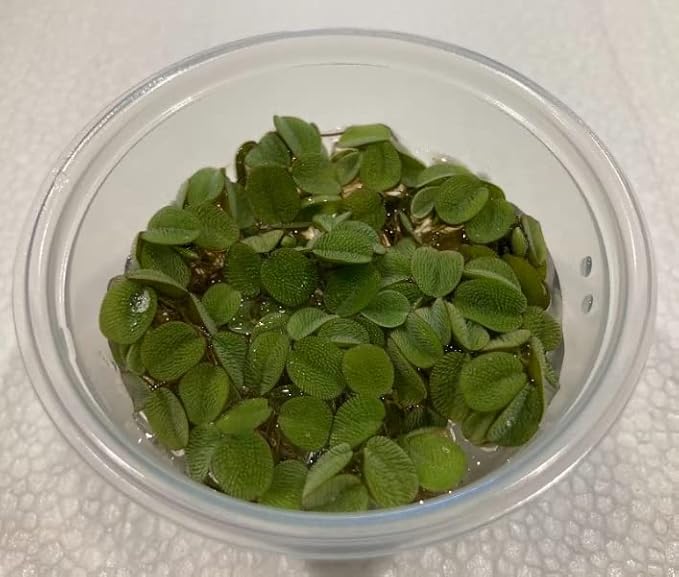 Water Spangles (Salvinia Minima) - 4 oz Cup Live Aquatic Plant for Aquariums and Ponds