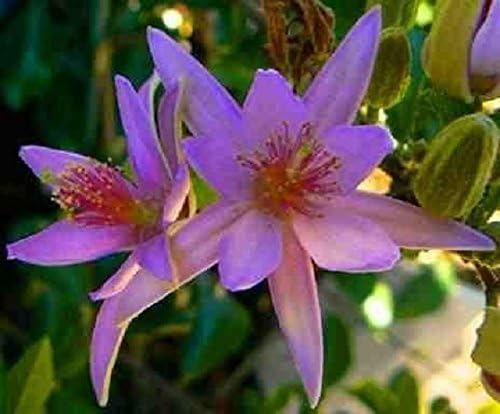 INDOOR BONSAI, GREWIA, 5 YEARS OLD, FLOWERS,PURPLE, BROOM STYLE