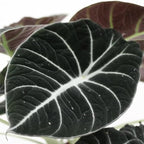 2 Black Velvet Alocasia Plants Live Houseplant for Indoor Outdoor Growing, 4 to 8 Inches Tall, Rare and Hardy
