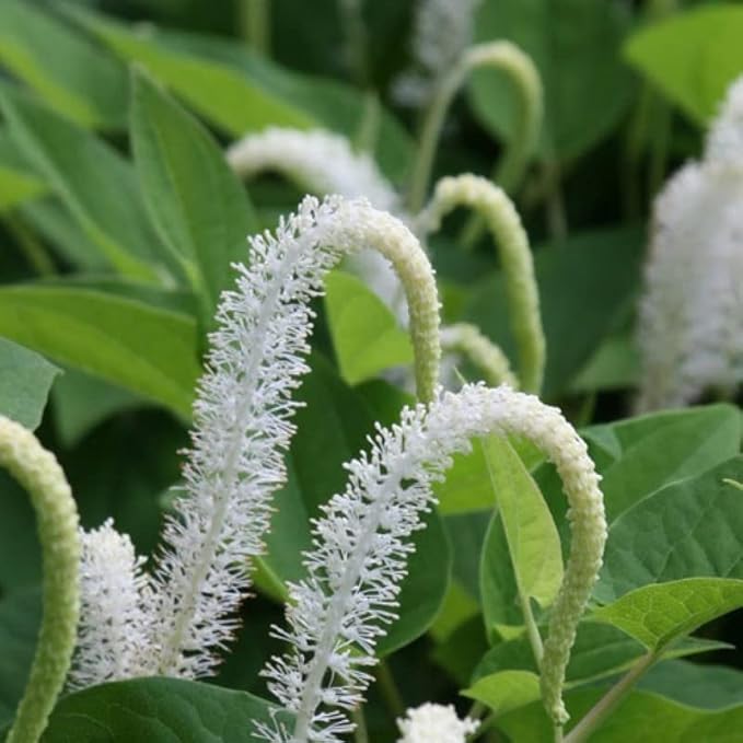 Chalily Native Lizard's Tail, a Great Live Pond Plant for Your Water Garden. Filters The koi and Goldfish Pond. Good for Bogs, Plant Shelf or Shallow Water This marginal Aquatic is a Real Beauty