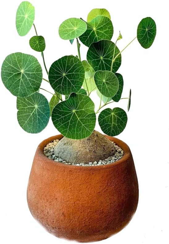 Stephania Cephalantha Live Plant, 2-2.5" Caudex with Sprouts, Rare Hardy Caudex Succulent Houseplant for Indoor Growing and Home Décor