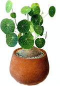 Stephania Cephalantha Live Plant, 2.5-3" Caudex with Sprouts, Rare Hardy Caudex Succulent Houseplant for Indoor Growing and Home Décor