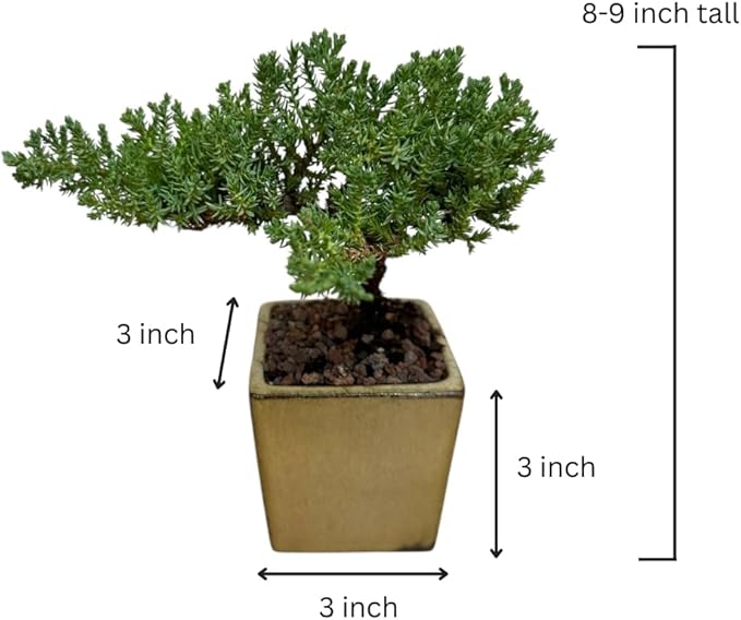 Live Green Mound Juniper Bonsai Tree Small (3 inch Pot) | Indoor/Outdoor | Great for Beginner