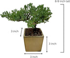 Live Green Mound Juniper Bonsai Tree Small (3 inch Pot) | Indoor/Outdoor | Great for Beginner