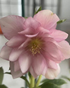 Perennial Farm Marketplace Helleborus x W.J. 'Cotton Candy' (Lenten Rose) Perennial, 1 Quart, Pink Flowers