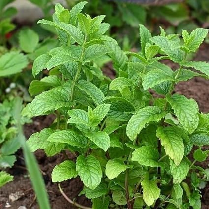 Strawberry Mint Plants Live, Mint Plants for Inside and Home Décor, 3-Inch Potted Fresh Herb for Kitchen Gardens and Indoor Outdoor Growing