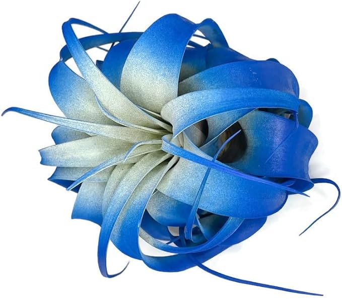 XL Xerographica Colored Air Plant, Live Tillandsia House Plant, Easy Care Indoor Outdoor, Great Gift, Healthy Arrival Guaranteed (Blue)