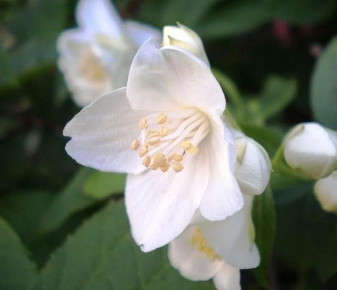 Sweet Mock Orange Shrub - 6-12" Tall Live Plant - Mockorange Bush - Fragrant White Blooming Ornamental Plant - Philadelphus coronarius